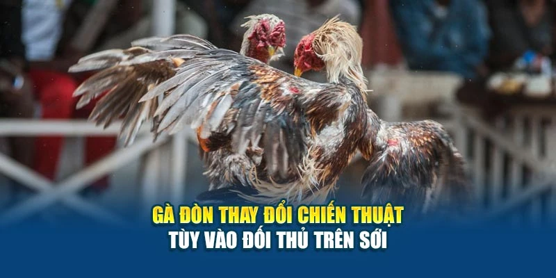 Kỹ Thuật Đá Gà Đòn - Bí Quyết Tạo Đòn Hiểm Chuẩn Xác 7 Gà đòn thay đổi chiến thuật tùy vào đối thủ trên sới